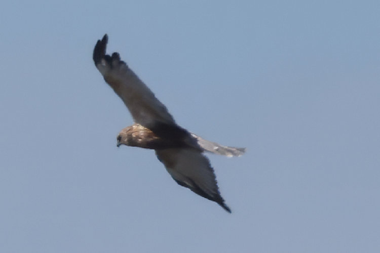 Circus aeruginosus: Bild 4