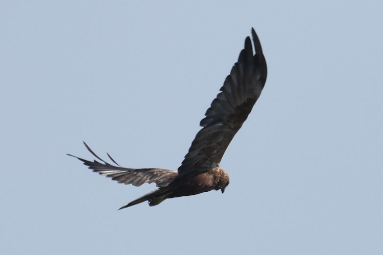 Circus aeruginosus: Bild 5