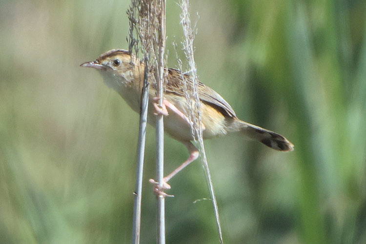 Cisticola juncidis: Bild 1