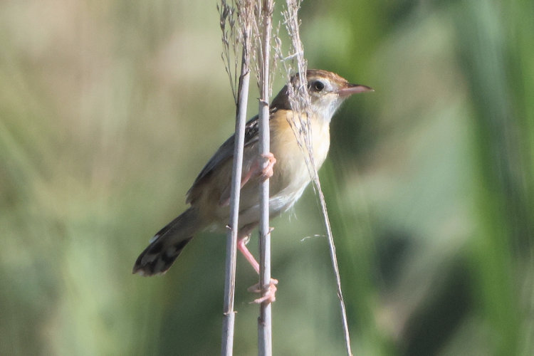 Cisticola juncidis: Bild 2