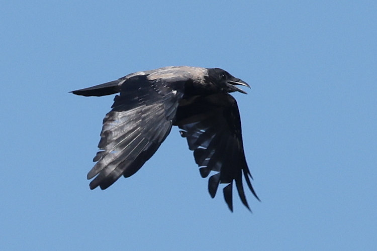 Corvus cornix: Bild 9