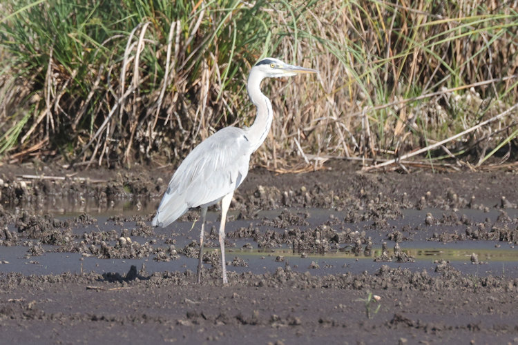 Ardea cinerea: Bild 27