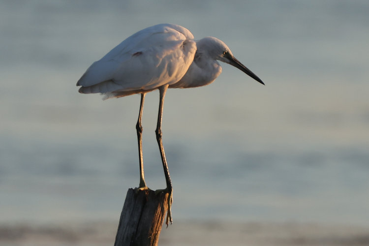 Egretta garzetta: Bild 20