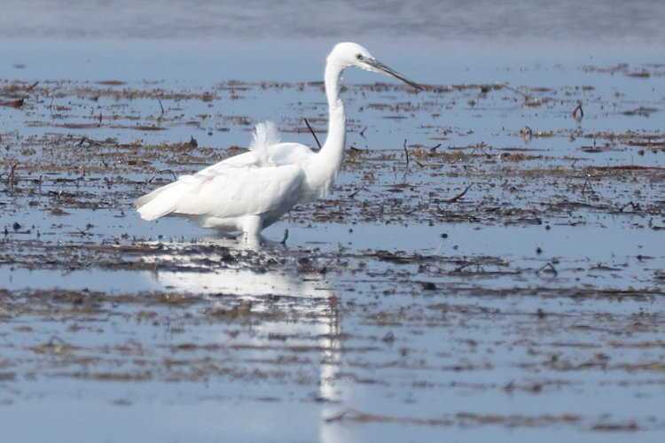 Egretta garzetta: Bild 21
