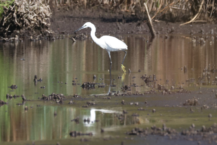Egretta garzetta: Bild 22
