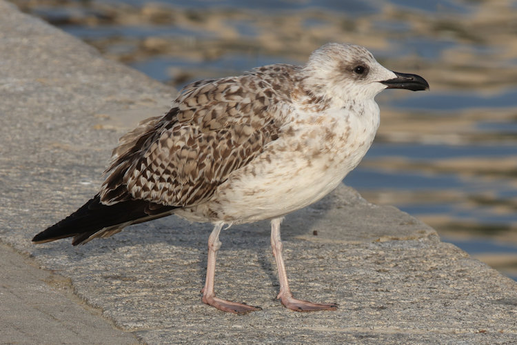 Larus michahellis: Bild 5