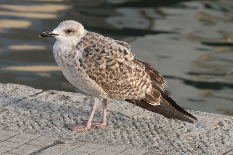 Larus michahellis: Bild 6