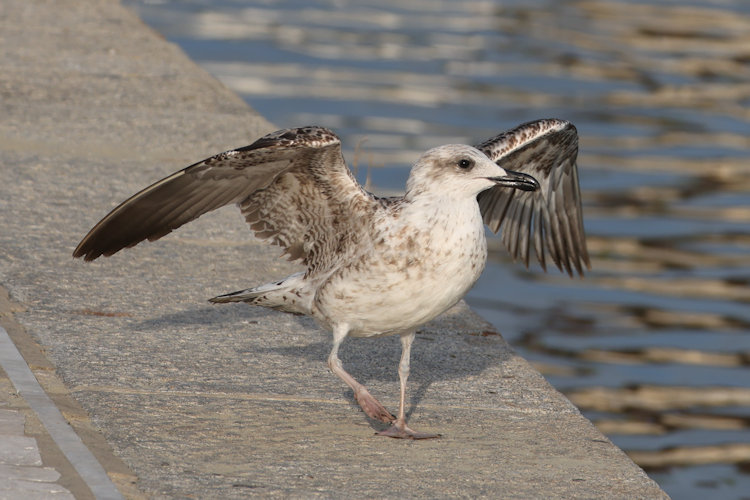 Larus michahellis: Bild 7