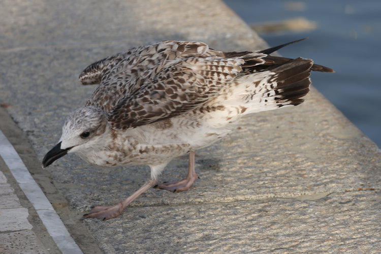 Larus michahellis: Bild 9