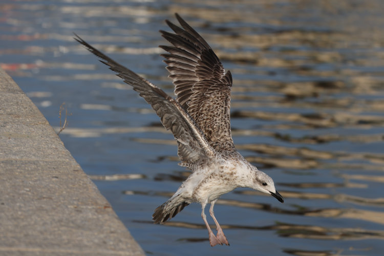 Larus michahellis: Bild 10