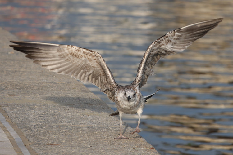 Larus michahellis: Bild 11