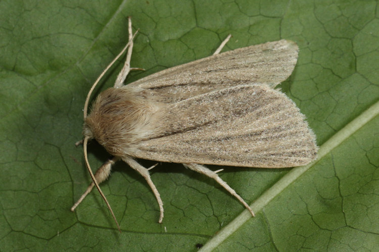 Simyra albovenosa: Bild 3