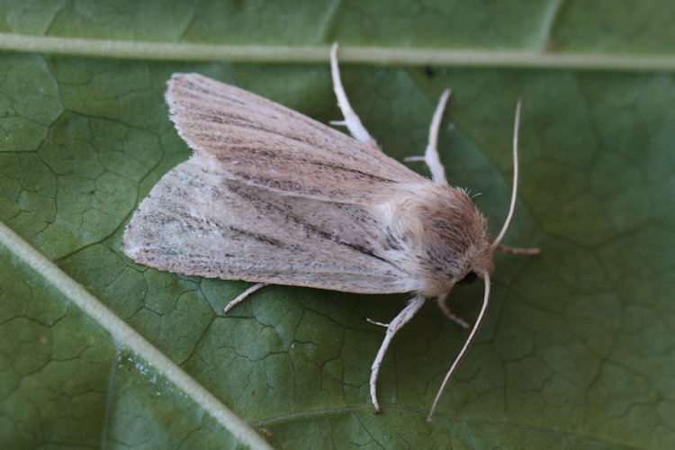 Simyra albovenosa: Bild 4