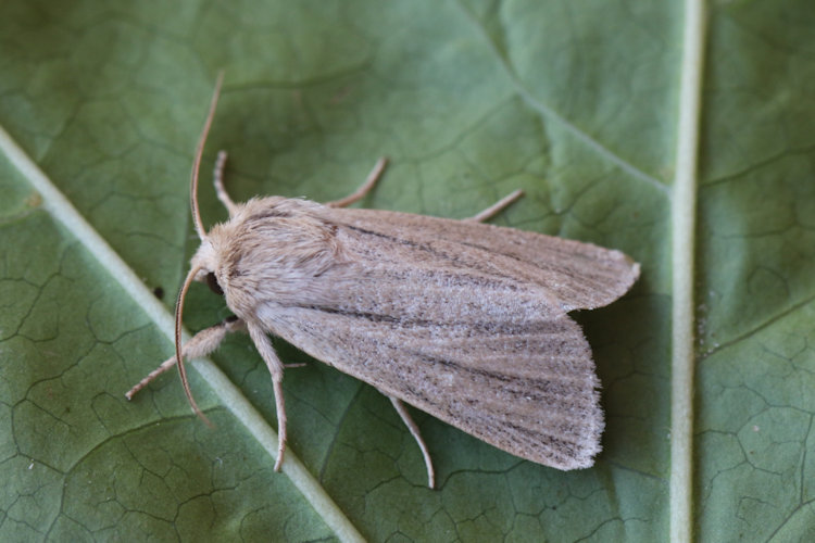 Simyra albovenosa: Bild 5