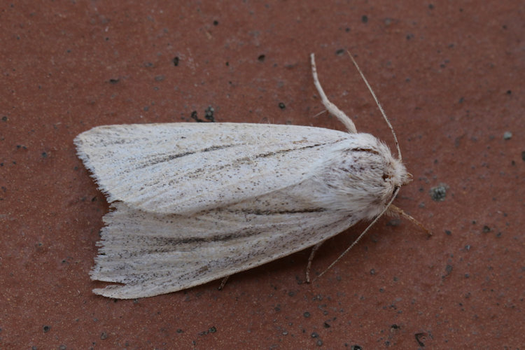 Simyra albovenosa: Bild 6