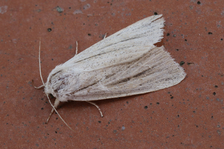 Simyra albovenosa: Bild 8