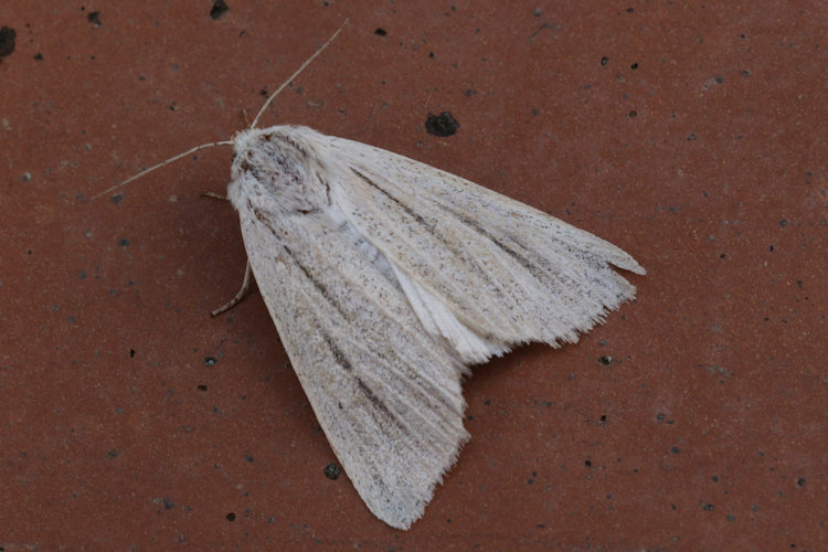 Simyra albovenosa: Bild 9