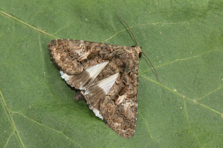 Aedia leucomelas: Bild 14
