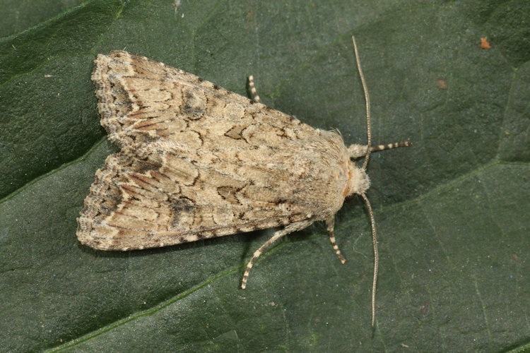 Anarta trifolii: Bild 14