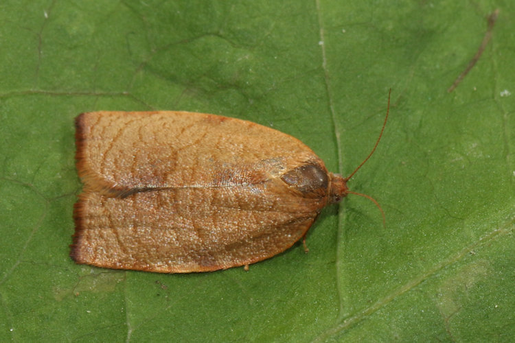 Cacoecimorpha pronubana: Bild 5