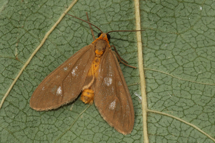 Dysauxes famula: Bild 22