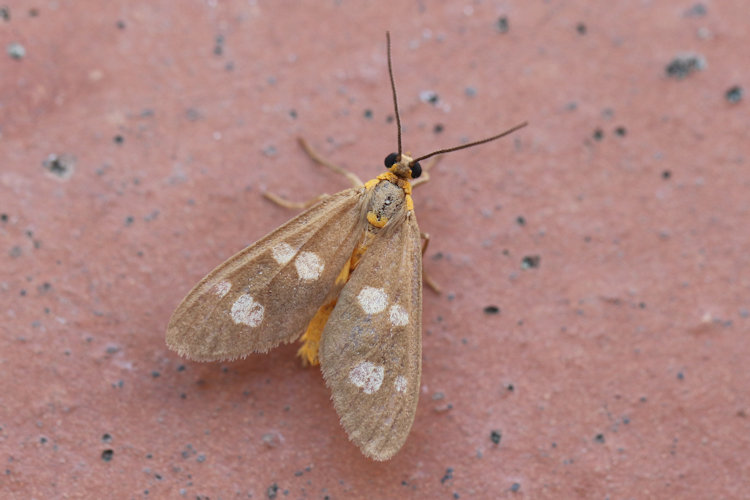 Dysauxes famula: Bild 23