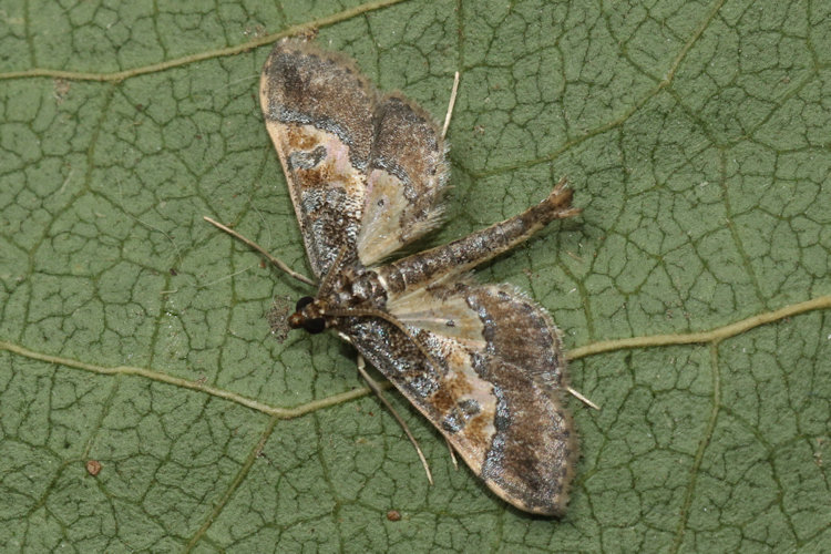 Hydriris ornatalis: Bild 3