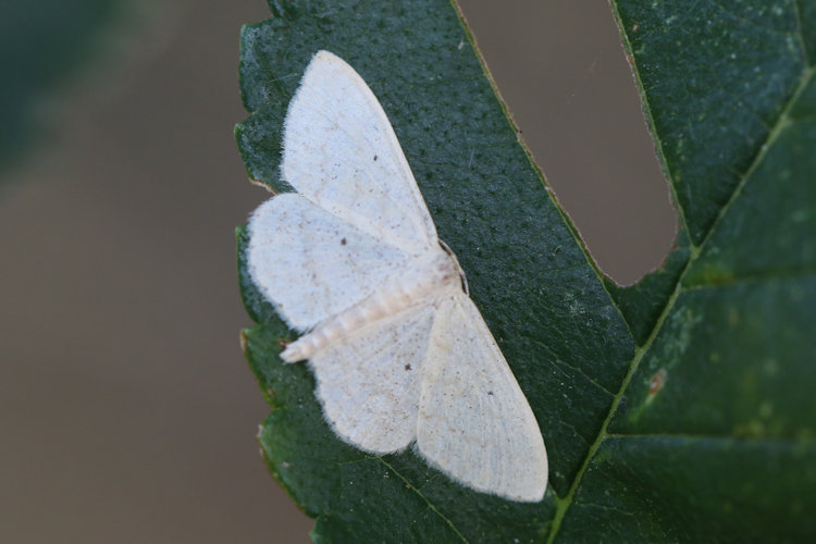 Scopula minorata: Bild 9