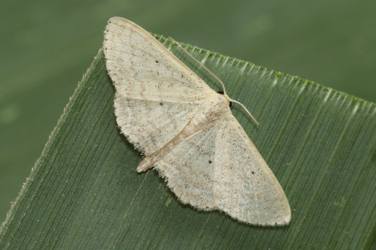 Scopula minorata: Bild 10