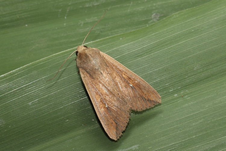 Mythimna unipuncta: Bild 14