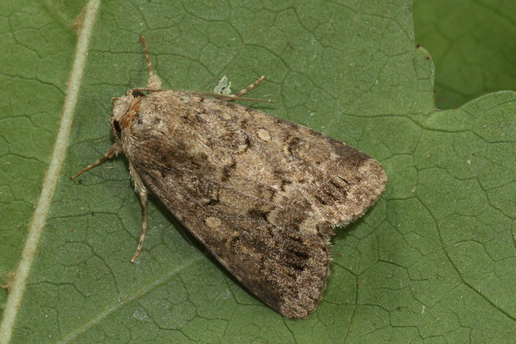 Spodoptera cilium: Bild 6