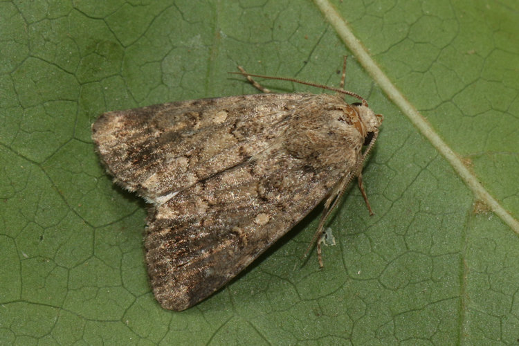 Spodoptera cilium: Bild 7