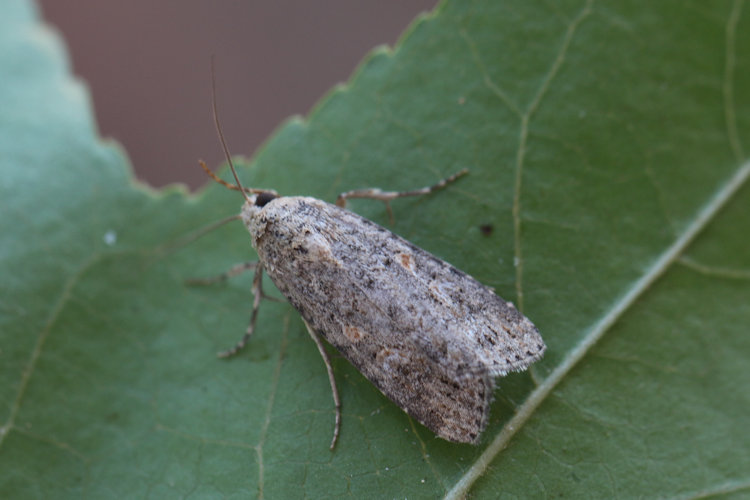 Spodoptera exigua: Bild 10