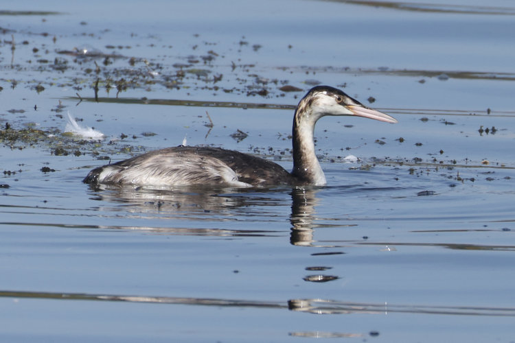 Podiceps cristatus: Bild 12