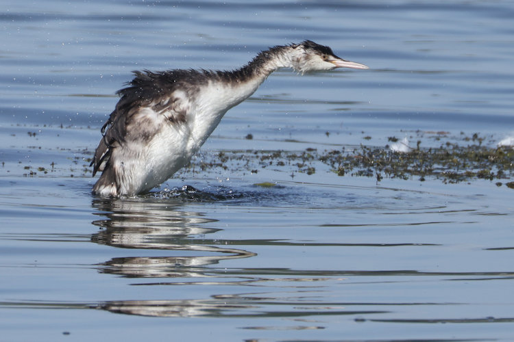Podiceps cristatus: Bild 13