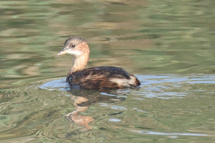 Tachybaptus ruficollis: Bild 16