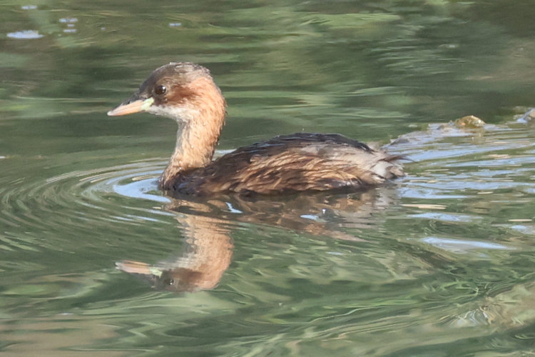 Tachybaptus ruficollis: Bild 17