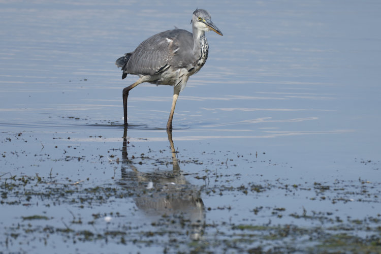 Ardea cinerea: Bild 28
