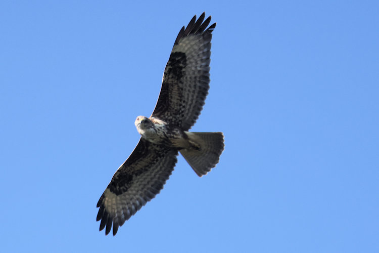 Buteo buteo: Bild 16