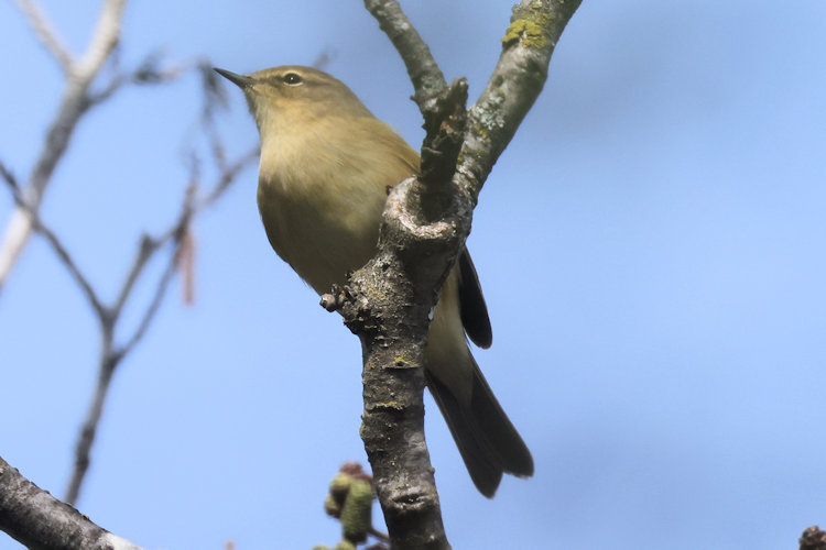 Phylloscopus collybita: Bild 1