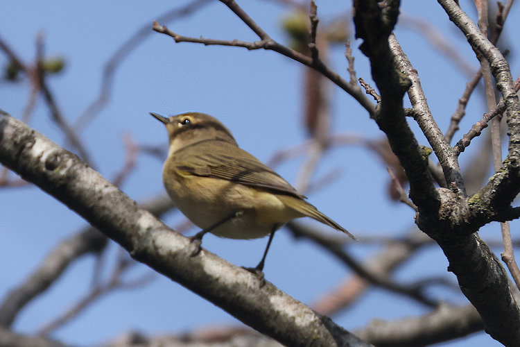 Phylloscopus collybita: Bild 2