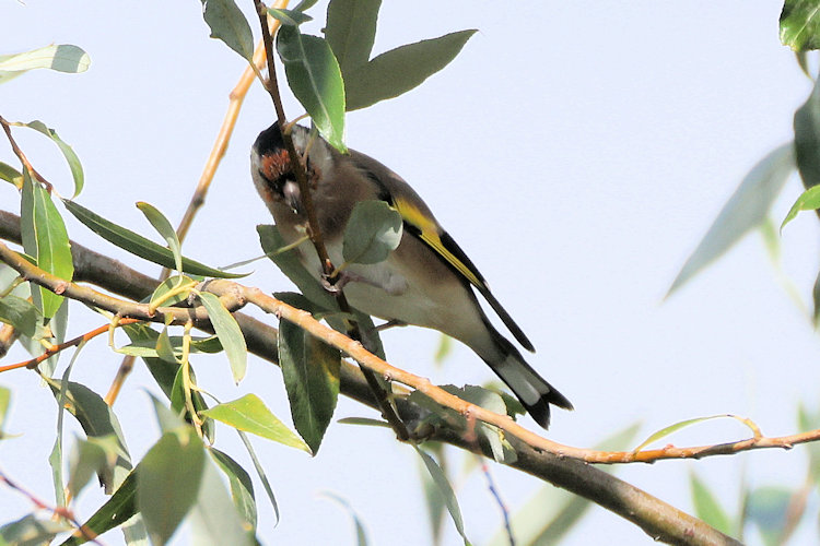 Carduelis carduelis: Bild 4
