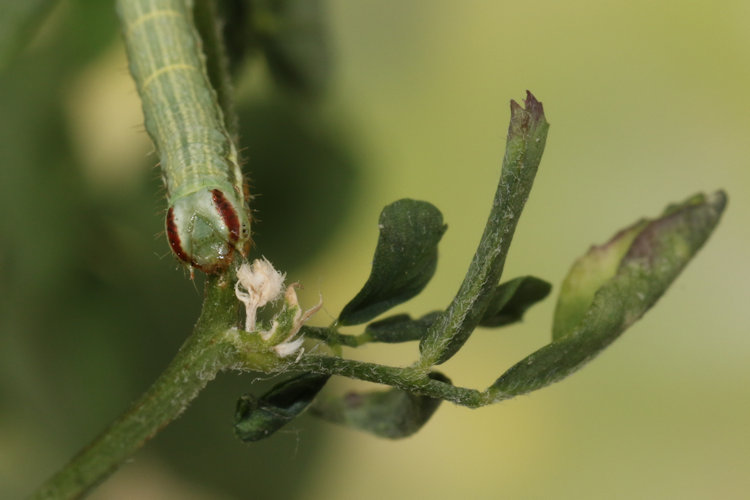 Isturgia arenacearia: Bild 17