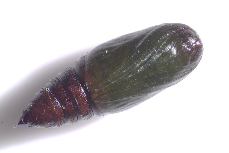 Isturgia arenacearia: Bild 25