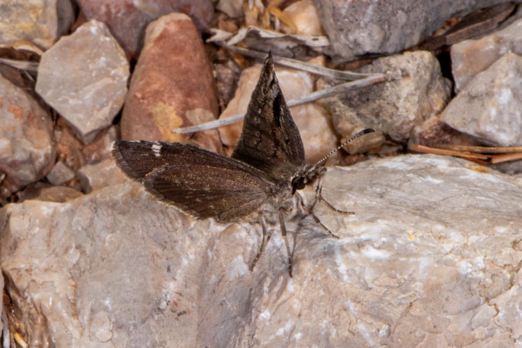 Erynnis marloyi: Bild 13