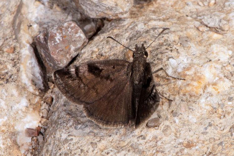 Erynnis marloyi: Bild 6