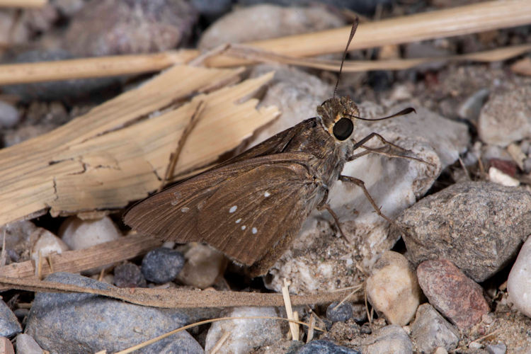 Pelopidas thrax: Bild 1