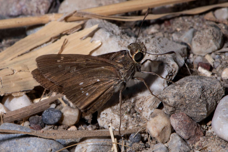 Pelopidas thrax: Bild 2