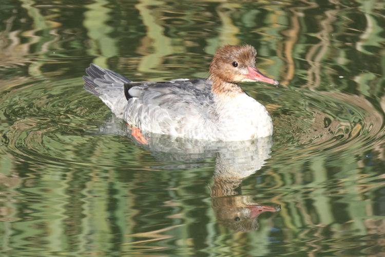 Mergus merganser: Bild 2