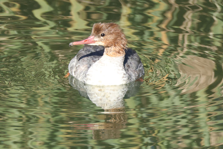 Mergus merganser: Bild 3